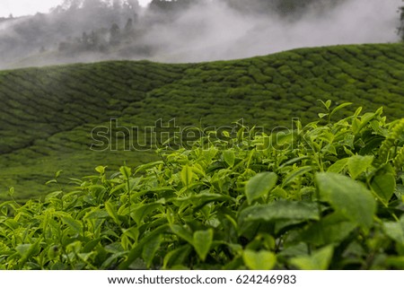 Cameron highland tea plantation