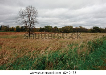 A beautiful picture of a lone tree surrounded by brown fall grass.