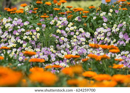 Garden of viola/pansy flowers.