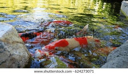 Blur picture of fish are swimming