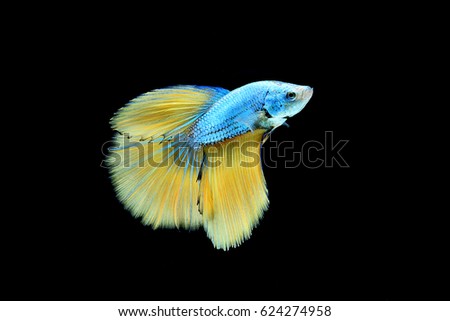 The swimming style of the fish on a black background, Betta fish