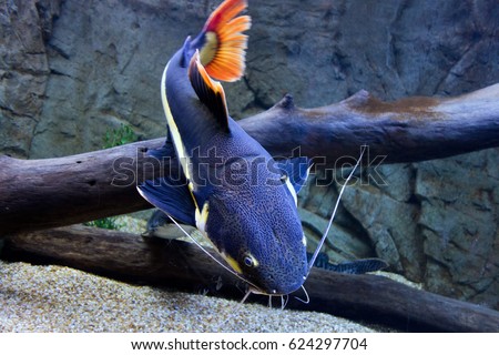 Red tailed catfish from Amazon river basin Royalty-Free Stock Photo #624297704