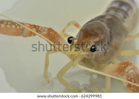 head shrimp