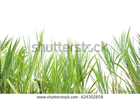 Pannisetum purpureum  grass on white background.