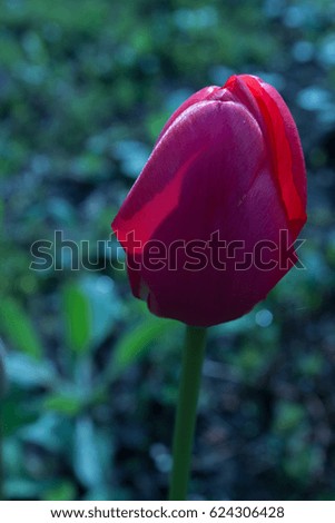 In the picture grows separate beautiful tulip in the garden.