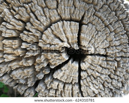 Wood texture,woodcut circular image taken from dead tree surface. Is many years old There is a part that decayed and disappeared over time. Until the surface appears as a beautiful watermark.thailand
