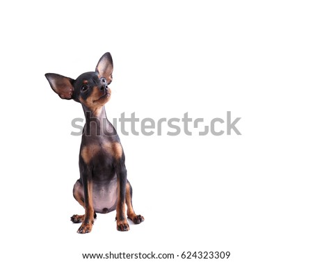 Miniature Pinscher isolated on white background. Royalty-Free Stock Photo #624323309