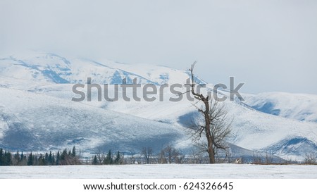 snow mountain and loney tree
