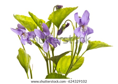 A few blossoming wild violets close up.
Violets isolated on a white background.