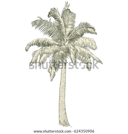 Vector illustration on a graphic tablet. Hand drawing.Silhouette of palm tree.
