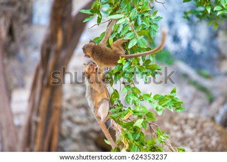 Monkeys in tropical forests Southern Thailand.
