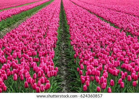 A picture from the amazing tulip fields in Netherlands during the cloudy, rainy spring day. The colorful flowers are everywhere.  