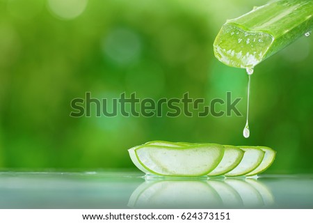  Fresh aloe vera leaves with water drop with soft green background                                       