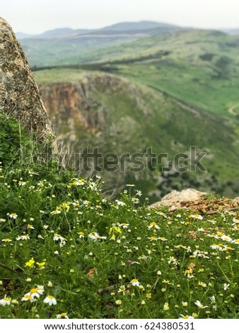 Wild Flowers on Mount Arbel, and blurred background of Mount Nitai in Israel.