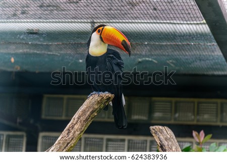 Channel-billed toucan with the strong orange beak and blue eyes. Ramphastos vitellinus