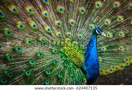 Picture of a majestic beautiful peacock showing off its tail