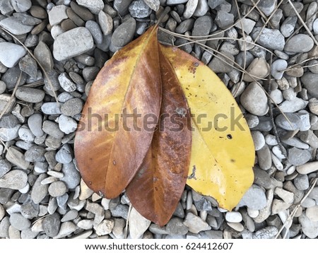 magnolia leaf