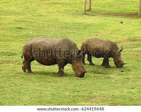 Rhinos.