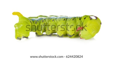 Green caterpillars on white background 