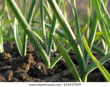 Garlic Plants on a Ground / Early garlic plants on a ground in spring close up