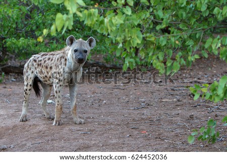 A young spotted hyena surround by green leaves