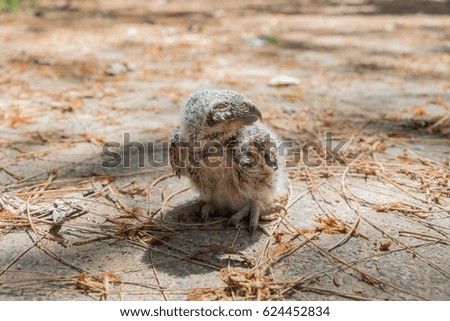 Baby Little Owl on ground