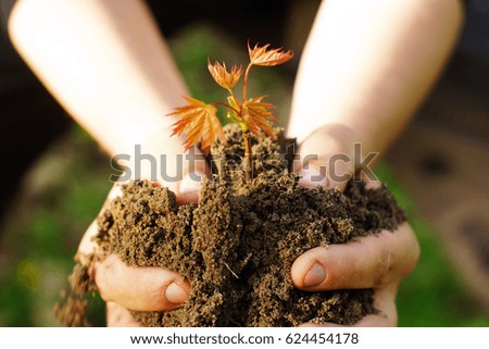 Female hands holding soil and plant, closeup