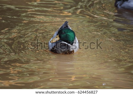 duck swims in lake