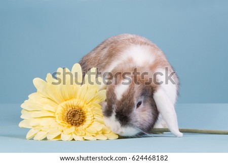 Cute mini lop bunny with a yellow gerbera