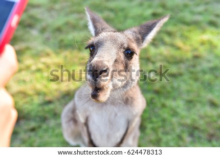 Closeup portriat of curious wild grey kangaroo posing for the phone camera during sunset