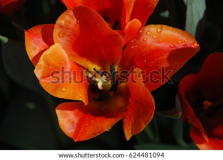 orange and red flower