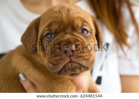 Cute young bordeaux puppy in a woman's hand.