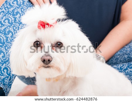 Closeup picture of a white cute bichon looking at the camera