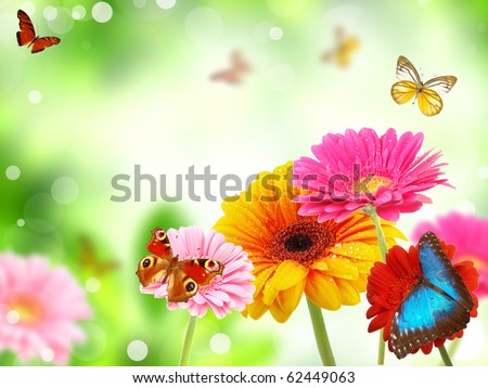 colored gerberas flowers with exotic butterflies