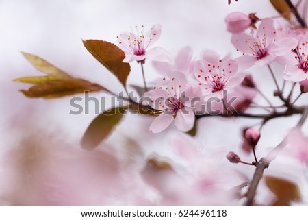 Blooming tree on spring in Czech Republic