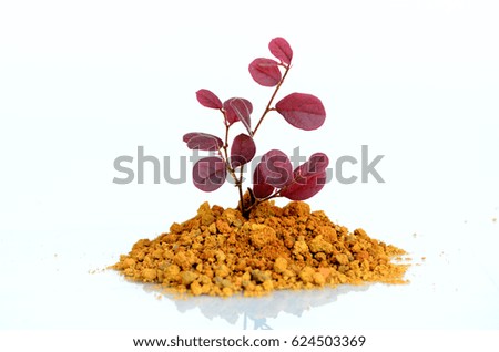 Young plant tree growing in soil isolated on white background