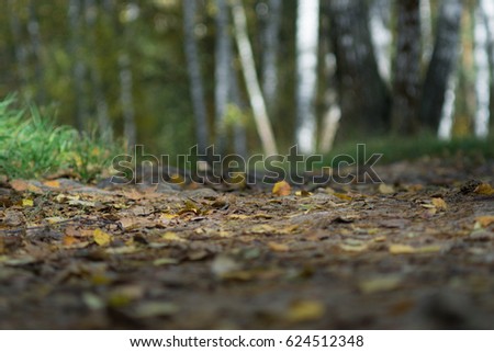 Forest path. Open aperture, shallow depth of field. Blurred foreground and background.

