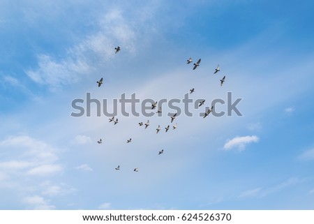 doves on the blue sky