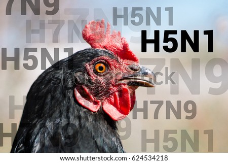 Portrait of a beautiful charismatic chicken of black color in profile in a natural environment with a beautiful soft bokeh, close-up shot of a macro Royalty-Free Stock Photo #624534218