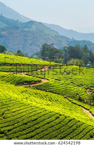 Tea plantations in Munnar, Kerala, India. Stunning views of green hills with blue sky.