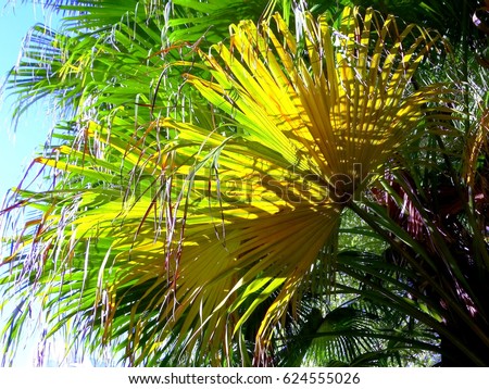 Palm leaves on the sun. Palm leaves (Livistona chinensis) at sunset on southern Brazil.    