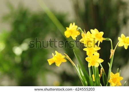 Beautiful narcissus flowers on blurred background