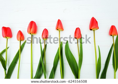 Red tulips lie on a light wooden background. Spring red flowers lay in a row.