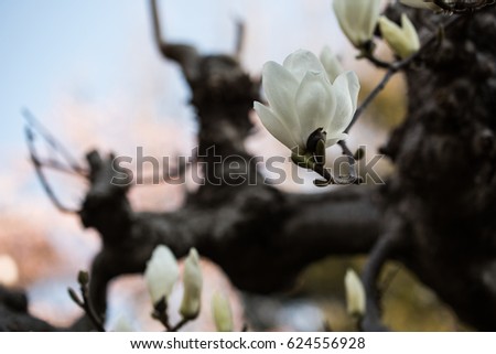 White Magnolia Flowers Kanmuri Inari Ota Gunma Japan