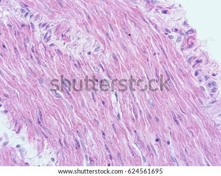 SMOOTH-MUSCLE-TISSUE Stock Photos and Images - Avopix.com