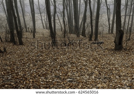 foggy morning .cold forest , trees and pine trees in fog 