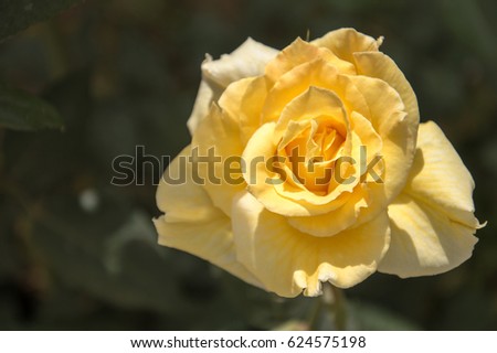 Close up of a beautiful blooming yellow rose in the sunlight with a dark blurred background