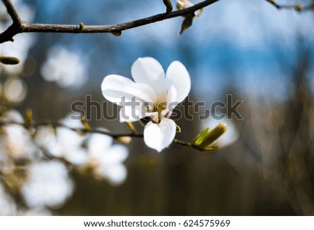 An amazing blossom magnolia. Nature background. Spring flowers. Spring Background