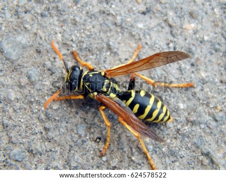 Wild wasp close up Royalty-Free Stock Photo #624578522