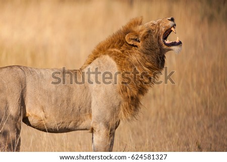 A male lion roars on the Serengeti plains, Tanzania Royalty-Free Stock Photo #624581327